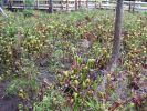 PICTURES/Oregon Coast Road - Darlingtonia Nature Site/t_IMG_6347.jpg